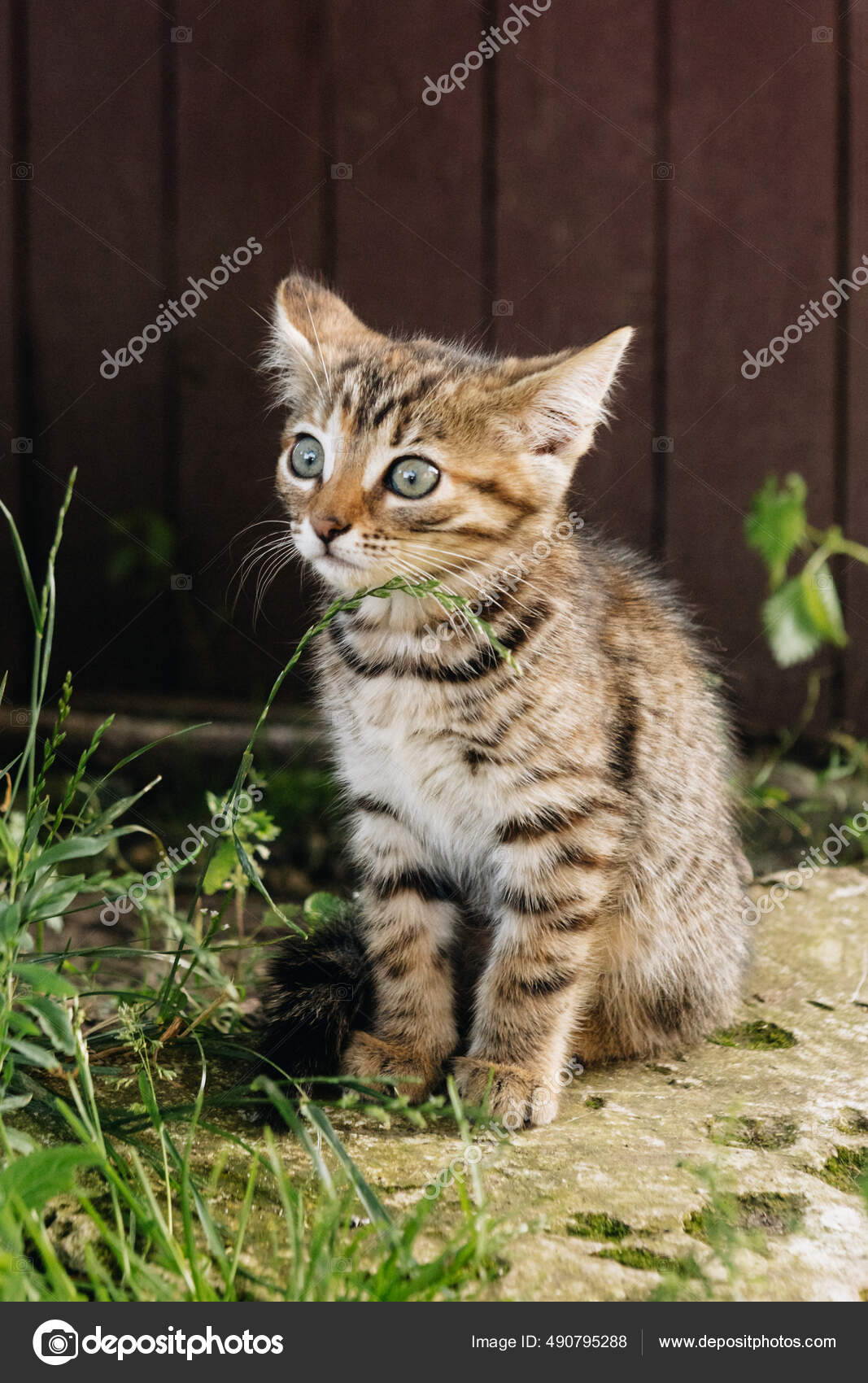 Beautiful Cat Nature — Stock Photo © Deep_Mind #490795288