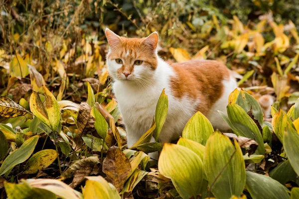 Gato Bonito Natureza — Fotografia de Stock