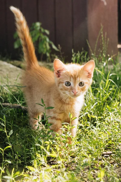 Hermoso Gato Naturaleza — Foto de Stock