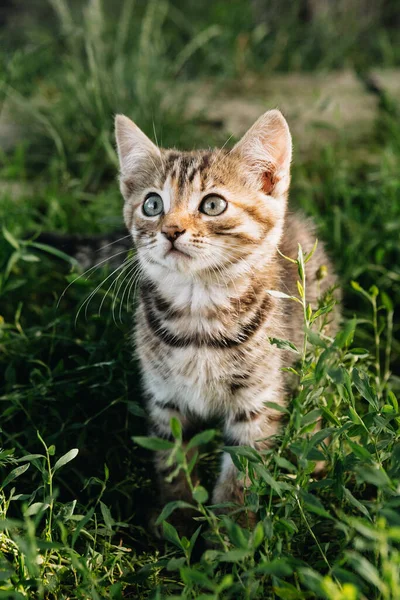 Doğadaki güzel kedi.