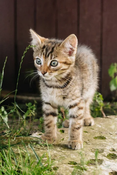 Beautiful Cat Nature — Stock Photo, Image