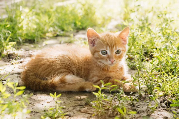 Doğadaki Güzel Kedi — Stok fotoğraf