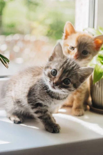 Hermoso Gato Naturaleza —  Fotos de Stock