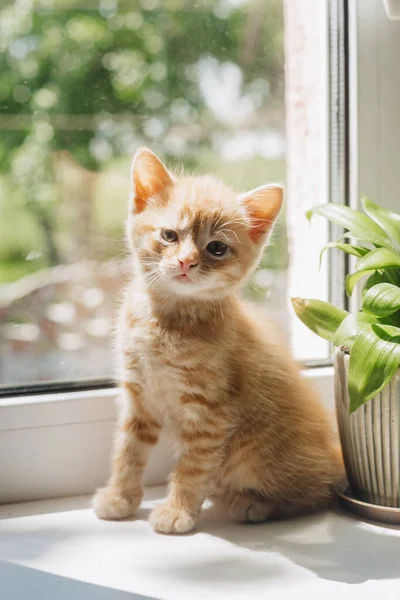 Doğadaki güzel kedi.