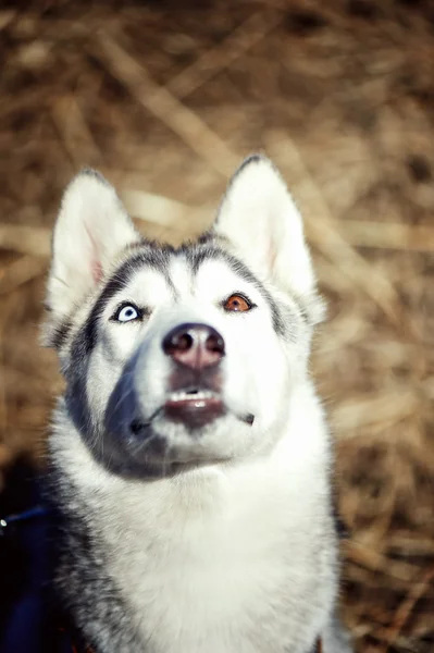 Cão molhado da raça husky siberiana sorri com a língua pendurada contra as cores do verão — Fotografia de Stock