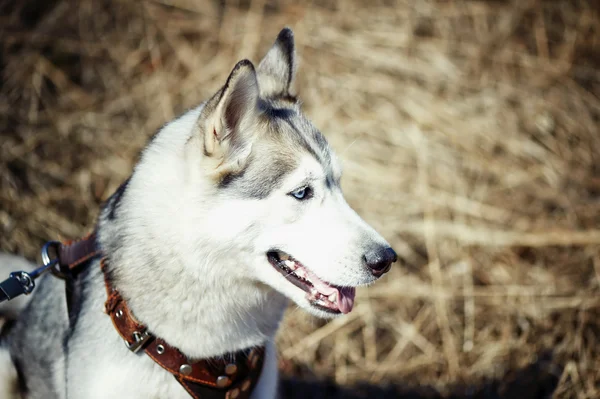 Cão molhado da raça husky siberiana sorri com a língua pendurada contra as cores do verão — Fotografia de Stock