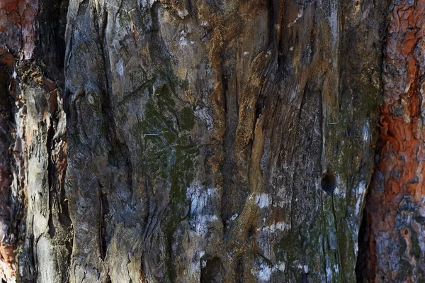 Starý ořech strom kmen detail textury jako pozadí. — Stock fotografie