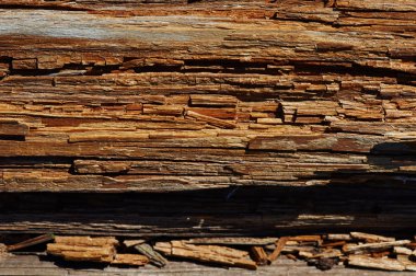 Doğal kötü eski ağaç. Ölmek üzere. Doğa