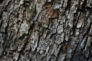 Eski ceviz ağacı gövde detay doku arka plan olarak.