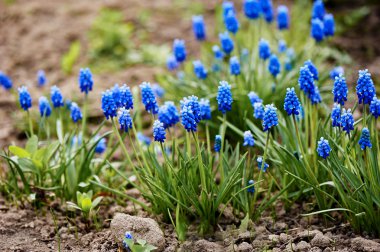 Mavi üzüm sümbül Muscari armeniacum çiçek bloom bahar