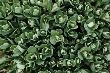 Sulu ile doğal arka plan.