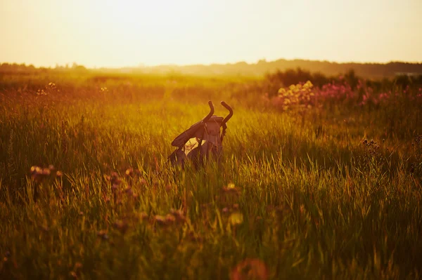 Tramonto, c'è un passeggino — Foto Stock