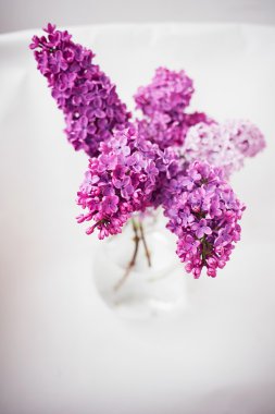 Cam vazo içinde sunulan taze leylak çiçekler kadar izole üzerinde beyaz arka kapatmak