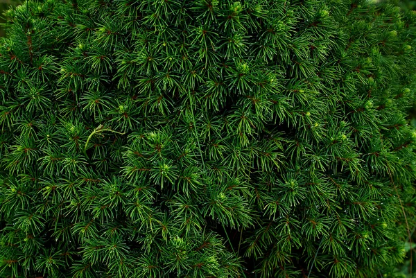 Coniferous bushes, twigs of juniper, green needles texture . — Stock Photo, Image