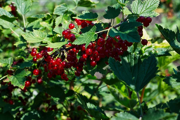 Grosellas rojas en el arbusto — Foto de Stock