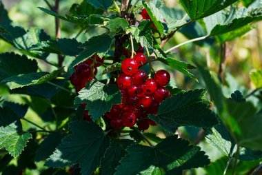 bush üzerinde kırmızı kuş üzümü