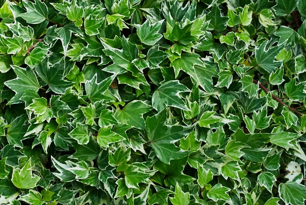 Plant Green ivy dense close texture — Stock Photo, Image