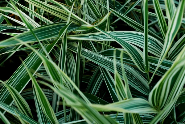 Primeros planos de hierba verde de junco. Fondo textural —  Fotos de Stock