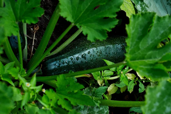 Cukkini, csepp növekszik a kertben — Stock Fotó
