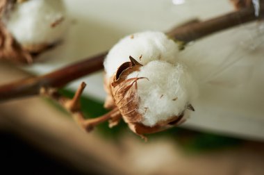 Pamuk topları arka plan bulanık. Kapat