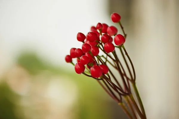 Bobule červená Hypericum pro květinové vazby. — Stock fotografie