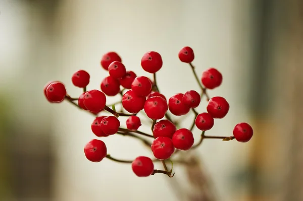 Μούρα Hypericum κόκκινο για τις floral ρυθμίσεις. — Φωτογραφία Αρχείου