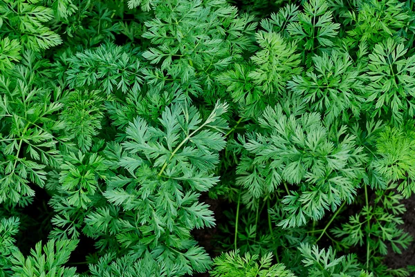 Lush green parsley growing in the garden . — Stock Photo, Image