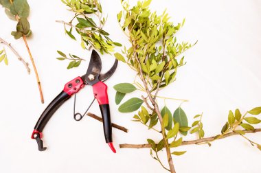 Beyaz bir arka plan üzerinde izole budayıcı. Bahçe aletleri.