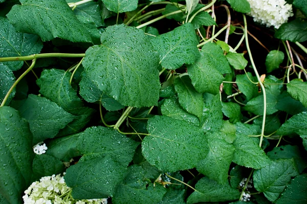 Καταπράσινα φύλλα Ορτανσία με δροσιά — Φωτογραφία Αρχείου