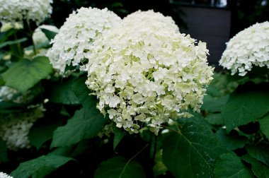 Parkta yeşil yaprakları ile beyaz ortancaları.