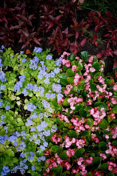 Textur von Bodendeckerpflanzen und Blumen. blau rosa grüne Blätter — Stockfoto