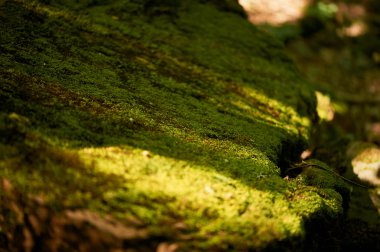 Yemyeşil bir yeşil yosun ışık ışınları.