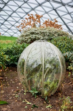 Kış için polietilen kubbesiyle izole edilmiş bir çalı. Bahçeler, bahçeler, parklar. Peyzaj