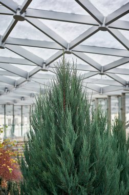 Kubbeli cam tavanın altındaki Tui. Kış bahçesi ya da sera..