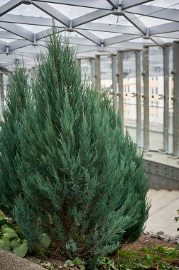 Kubbeli cam tavanın altındaki Tui. Kış bahçesi ya da sera..