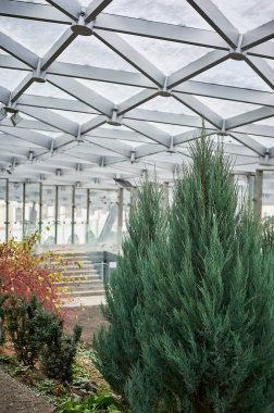 Kubbeli cam tavanın altındaki Tui. Kış bahçesi ya da sera..