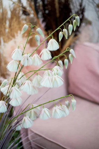 Rózsaszín kanapé körülvett gyógynövények, szárított virágok és gabonafélék.Gyönyörű belső öko stílusban. — Stock Fotó