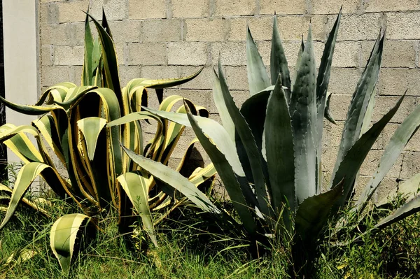 Nagy kaktuszok a ház közelében. A terület tereprendezése. Kaktusz és zamatos anyag — Stock Fotó