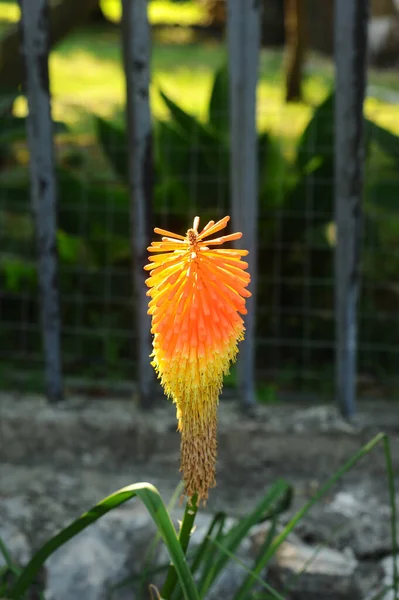 Kniphofia. African perennial herbaceous plant of orange color. Botanical Garden. — Stock Photo, Image