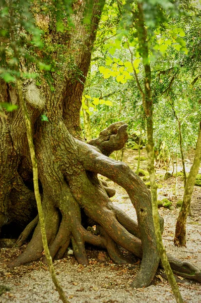 Boxwood grove. A rare tree in Abkhazia. Mosses and stones. Stock Image