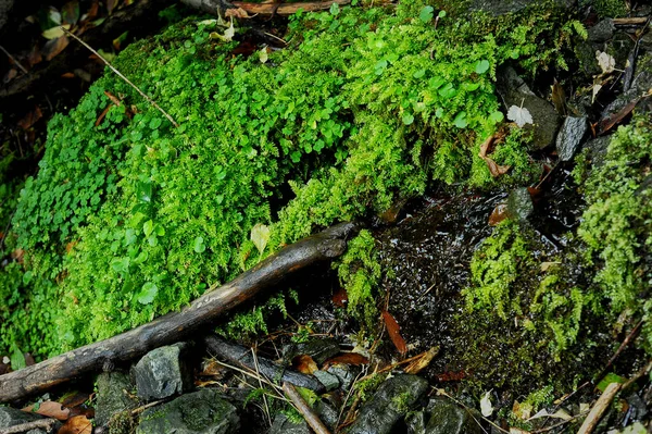 Samambaia e musgo a crescer numa rocha. Lugares naturais ecologicamente limpos — Fotografia de Stock