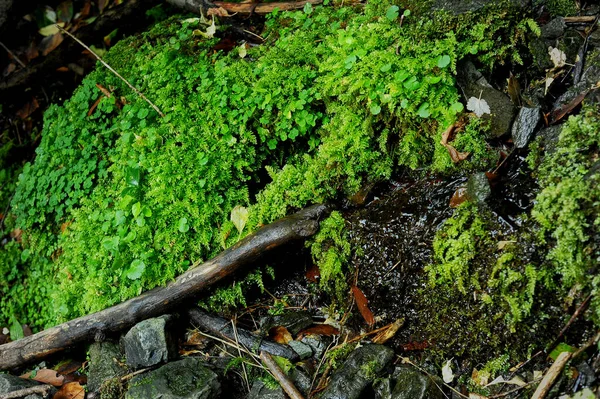 Fougère et mousse poussant sur un rocher. Lieux naturels écologiquement propres — Photo