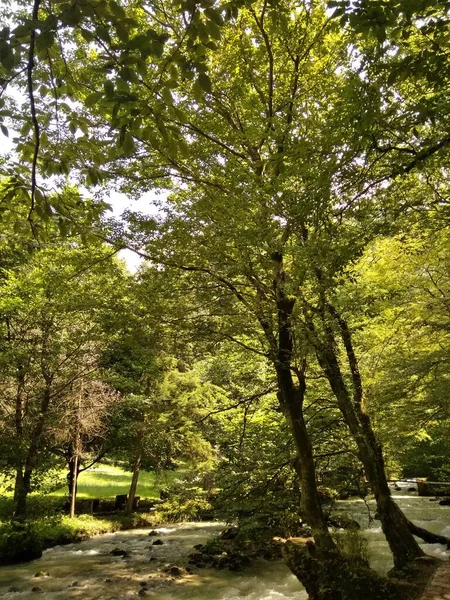 Boxwood boschetto sopra un fiume di montagna. Luoghi ecologicamente puliti ai piedi della montagna. — Foto Stock