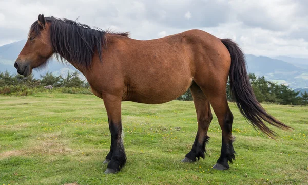 A female pottok horse — Stock Photo, Image