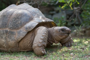 Gri dev kaplumbağa, Mauricius