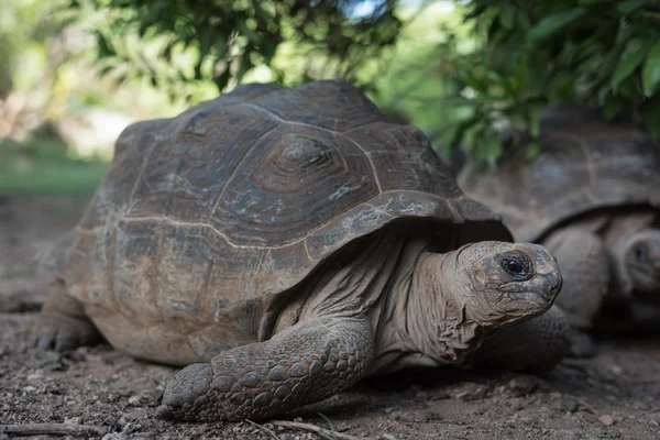 Tortuga gigante gris, Mauricius — Foto de Stock