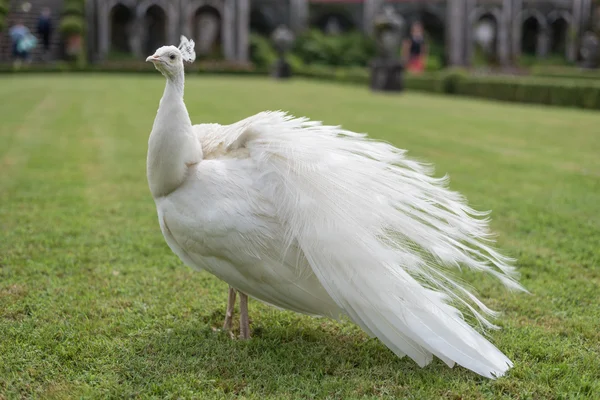 Pavo real blanco aislado — Foto de Stock