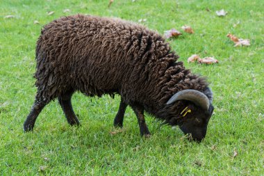 Yeşil çimenlerin üzerinde siyah Ouessant koyun kesmek