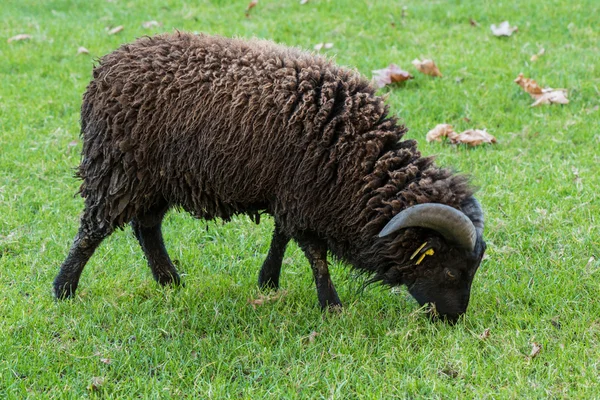 Cortar a ovelha negra de Ouessant na grama verde — Fotografia de Stock