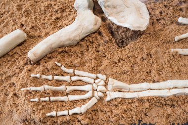 Gerçek insan iskelet el kum üzerinde döşeme